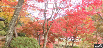 MIDORI／滋賀県愛知郡愛荘町　「秋の紅葉」　鶏足寺に何年ぶりかに行って来ました。人は多くなっていました。でもキレイに手入れはされていました。　人が多いのでその間をぬっての撮影は大変でした。雨の後だったので足元も気にしながらでした。