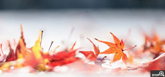 由良／愛知県名古屋市　「晩秋の踊り子－白い噴水塔にて」　雨降りの翌日はよく晴れて、噴水塔の白い床の水溜まりや紅葉がキラキラしていましたので、「これだ！」って思って撮りました(^^)　思いっきりローアングルで撮りました。高さを変えただけでフレームの向こうの世界が違って見えるのが面白いです。