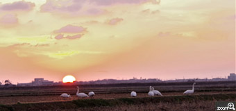 Luckyblue／石川県羽咋市　「夕焼けに白鳥」　もう日が沈むのに、まだ田んぼでエサを食べてる。　夕焼けを撮ると、田んぼと白鳥が暗くなるので、ホワイトバランスを変えたり、頭を上げた白鳥と夕日の位置を考えました。