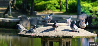 由良／愛知県名古屋市　「鳩が３密(笑)」　散歩に出かけた時に見つけたのですが、のどかで癒されました。　鳩の目線に近い高さにして、臨場感を出しました。それと、水面が綺麗に写るよう意識しました。