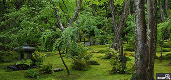 yukimaru／愛知県稲沢市　「苔と新緑」　雨に濡れた苔と新緑が美しかった祇王寺の過去写真です。　目の前の緑があまりに美しく、そのままの色を出したいと思いました。
