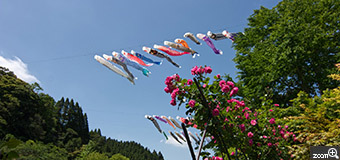 シルバーメタル／千葉県千葉市　「風に舞う鯉のぼりと薔薇の花」　千葉のひめはるの里で鯉が元気に泳いでいました。　青空の風に舞う鯉のぼりを広角で撮影しました。