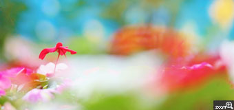由良／愛知県名古屋市　「花の中の、花～♪」　お花畑の中の小さな一輪だけにピントを合わせたら、こんな感じに撮れました(^^)　ポイントは、ローアングルで撮ることと、当たり前ですがピントをしっかり合わせることなどでしょうか(^^)