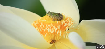 マッピ／愛知県名古屋市　「座り心地はいかが？」　ハスの花に座った蛙と蜂、可愛い！　蛙と蜂のピントがブレないように、気をつけました。
