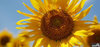 Meg／愛知県名古屋市　「前向いて行こ！」　猛暑とコロナ渦の中、太陽を仰いで真っ直ぐ立つヒマワリに元気もらいました！　黄色い花が映えるように青空を背景に、真っ正面にとらえました。（鶴舞公園にて）