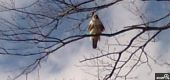tako／三重県津市　「獲物はどこだ？」　散歩道脇の木の上で周囲を見渡しているのは鷹？トビ？餌を探しているのかな