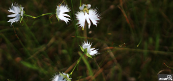 hiro／三重県四日市市　「サギソウ」　小さな小さな白い花。初めての花です。　鷺が飛んでいるかのように清々しく。