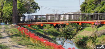 荒ちゃん／愛知県春日井市　「彼岸花とつり橋」　私がウォ－キングしているコ－スにつり橋がかけてあります。　彼岸花を如何に綺麗に撮れるか、がポイントです。