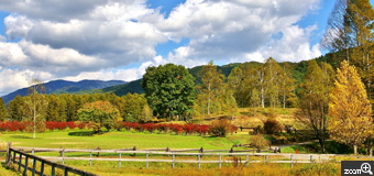 健知／愛知県稲沢市　「里山の秋」　開田高原木曽馬の里ブルーベリー園。秋の静けさ。　収穫が終わった静寂感が伝われば嬉しいです。