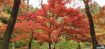 四季かめら／岐阜県本巣市　「1枚の絵画のように」　両脇の樹木が額縁代わりになりました。もみじが羽を広げた孔雀のようでした。　見たままを撮れたらいいなぁと思いながらファインダーを覗きました。