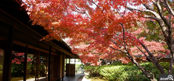 meg／愛知県名古屋市　「秋を感じて」　紅葉を眺めながらお抹茶をいただきたい気分になりました。豊田市美術館:童子苑のお庭です。　建物側の影と紅葉の明るさのコントラストに気をつけました。紅葉が建物のガラスに少し映り込んでいるのも良いかな？と思います。