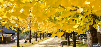 tossa／岐阜県各務原市　「冬のソナタ」　銀杏並木がとても綺麗でしたよ。　イチョウの黄色が映えるように明るめに撮りました。