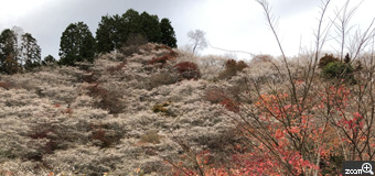 haru-チャリ／奈良県橿原市　「川見四季桜に映える我がマシーン。」　やっと行くことができました。