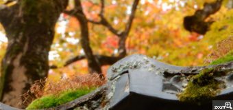 さくらこ／愛知県清須市　「色彩」　金剛輪寺の一角です。紅葉が綺麗なのはもちろんです。瓦に心地よさそうに住み着き、生命力を感じる苔。秋の色彩のなかに、溶け込んでいます。