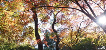 ないちゃん／三重県三重郡菰野町　「初秋の紅葉谷」　山の麓の紅葉谷は今から葉が色めく本番。色とりどりのもみじが重なる様は美しくて見惚れてしまいます。　太陽の光がもみじに差しこむのも考えながら撮影しました。