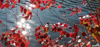 ひろし／愛知県名古屋市　「お堀ひかる」　お堀ぶらぶら中。お堀がキラキラし、水辺の紅葉もキラキラ。