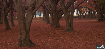 MIDORI／滋賀県愛知郡愛荘町　「紅葉の絨毯」　だれも入らないのかシーンとしています。