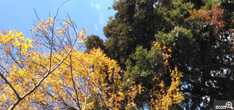 さくらもち／愛知県刈谷市　「師走の紅葉」　瀬戸市内の川原に一本ずつ色づいた木がありました。青空と黄色･緑･紅葉と色鮮やかでした。　川原から見上げるように撮りました。