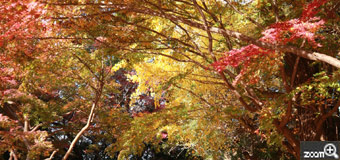 づっきー／愛知県豊明市　「秋色」　津島神社で見つけた見事な紅葉のグラデーションに思わずカメラを向けた1枚です。足下も黄色い絨毯のようになっています。赤を鮮やかに撮ることに苦労しました。