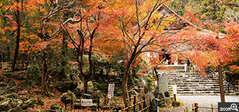山室ちゃん／三重県桑名市　「紅葉の聖宝寺」　聖宝寺の前の庭園が、紅葉真盛りで気分最高。　撮影のポイントについて。紅葉の適した季節：12月に入ってから。天候：晴れ状態。時間帯：午前中。