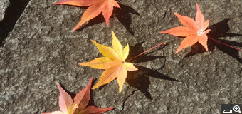 tossa／岐阜県各務原市　「秋の忘れ物」　石畳みに紅葉の落ち葉が綺麗でした。　太陽光と影、そして構図に気を付けて撮りました。