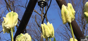 さくらこ／愛知県清須市　「新しい春を待つ」　名城公園です。　“モー”すぐ新しい春の始まりです。冬の寒さの中、スカッ！とする青空、一足早く春の訪れを感じるチューリップの花。
