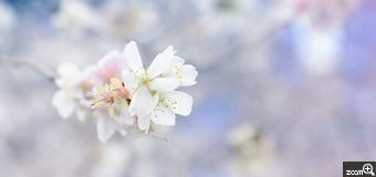 由良／愛知県名古屋市　「冬の桜、寒桜？」　春に咲く桜ほど華やかではないものの、奥ゆかしい冬の桜も好きです。　満開の冬の桜の、どの部分を撮ろうか大変迷いました。白飛びしないよう露出も気をつけて設定しました。