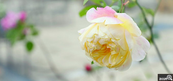 由良／愛知県名古屋市　「冬薔薇 (ふゆそうび)」　冬でもがんばってる薔薇を応援したくて　どの方向から撮ったら薔薇が綺麗に撮れるか、ぐるぐるまわって探しました。