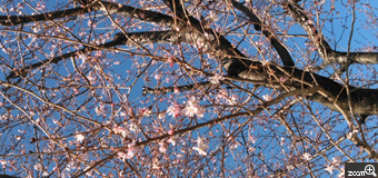 さくらもち／愛知県刈谷市　「初春」　元日大須の浅間神社に咲いていました。　名前はわかりませんが、かわいらしい花と元日の青空を写しました。