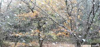 まい／愛知県名古屋市　「雪が降りだした！」　散歩の公園の神様に1年のお礼に伺った帰りに。