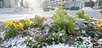 コーヒー豆／愛知県名古屋市　「寒い朝」　花壇だけ少し雪がつもってた