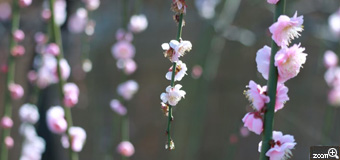 づっきー／愛知県豊明市　「春を告げる小梅」　昨年、名古屋市農業センターのしだれ梅まつりで撮影した写真です。園内に一面に咲くしだれ梅も素敵でしたが、あえて一枝に注目して撮影することで、小さな梅の花の可愛らしさが表れた、春らしい写真になったと思います。