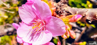 ヨッコ／滋賀県大津市　「春の陽気に誘われて」　植込みの隙間から枝を伸ばして。　窮屈な生垣の隙間から、枝葉を精一杯伸ばして、まるで陽気に誘われて背伸びしてるかの様で。撮る方も、腕を伸ばして、可憐な花弁に狙いを定めて。