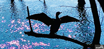 たまぴー／愛知県半田市　「ひと休み」　水から上がった鵜が、枝に止まり、羽をバタバタさせながら乾かしている姿に魅せられた！　逆光の中、水のキラキラと鵜のシルエットが撮れたことがポイントです。