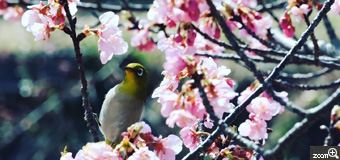 いたりん／愛知県豊田市　「早春 河津桜が咲きました」　メジロやヒヨドリがたくさん来ています。　メジロを捉えるのは、難しいです。