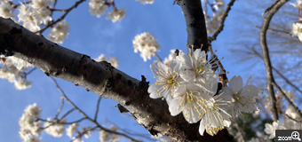 ヤス／京都府京都市　「早咲きサクラ」　近所の公園。梅が終わり早咲きサクラが。　思いのほか、サクラはボヤけるので寄りました。早起き三文の徳。