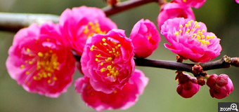 健知／愛知県稲沢市　「春」　自宅の庭梅の花紅色を記憶したくて。　梅の花の紅色をフレーム全面に入れました。