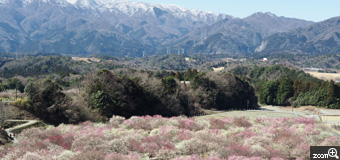 yukimaru／愛知県稲沢市　「春を告げる梅林」　人気のいなべ市梅林公園を展望台から撮りました。　鈴鹿山脈はくっきりと、梅の花はふんわりと表現したい…両立が難しいです。
