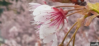 ヨッコ／滋賀県大津市　「咲きましたよ」　“ハツミヨサクラ”の開花を待ちわび。　この陽気でいち早く開花した桜も、曇り空で少しさびしそうな花びらと、誇らし気な雌しべ、雄しべの横顔にピントを合わせて。
