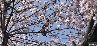 ひろちゃん／愛知県江南市　「ひと休み」　桜の花は甘いのかな？蜜を、一生懸命ついばんでいました。
