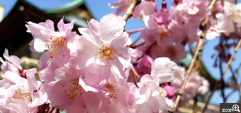 ヨッコ／滋賀県大津市　「フリフリのドレス」　風が強い日。　花びらが重なり、ピンクのフリルのスカートのように感じて。