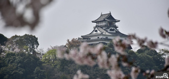 tossa／岐阜県各務原市　「桜と犬山城」　大好きな桜と犬山城のコラボ　春霞で少し霞んでいてメリハリのある写真が、撮れなかったので残念でした。