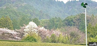 あお／三重県四日市市　「茶の里の春」　茶畑と桜を撮りたくて。　桜、茶畑、茶畑の霜除けのプロペラが入る場所から。