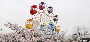 山室ちゃん／三重県桑名市　「天空の観覧車」　養老公園で、レトロな観覧車を見つけました。観覧車をメインで、桜をサブ的要素で撮りました。うまくコラボしていると思いました。