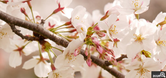 meg／愛知県名古屋市　「春爛漫」　やはり桜が咲くとうれしい気持ちになります。　ふんわりした優しい雰囲気が出るように撮影しました。