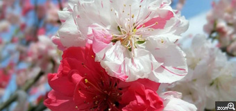 ERIN／愛知県名古屋市　「源平咲」　一本の木から紅、白、ピンクの3色が咲く源平咲です。