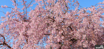 ERIN／愛知県名古屋市　「枝垂れ桜」　時を経るごとに美しく咲いていく老木の枝垂れ桜です。日中の青空の下で撮ってみました。