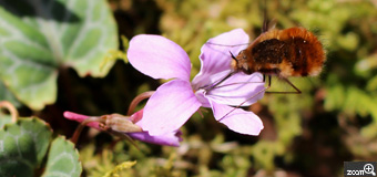 山田　大／愛知県清須市　「美味しい！～ミツバチ～」　里山散歩の途中スミレが咲いていました。写真を撮っていると、ミツバチがとまり蜜を吸い始めましたが、3本の前足でシッカと花びらにつかまっていました。小さな虫の気迫が感じられます。偶然に助けられました。（撮影2021.3.26）