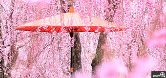 hiro／三重県四日市市　「ご一緒にお花見しましょう！」　千本のしだれ桜の郷に癒されました。　かわいいピンク色をレンズの中、いっぱいに撮りました。