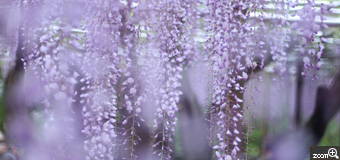 づっきー／愛知県豊明市　「藤色カーテン」　岡崎の五万石ふじです。春らしく、明るめに撮ることを意識しました。前ボケにより、幻想的な世界を表現できたことがお気に入りポイントです。
